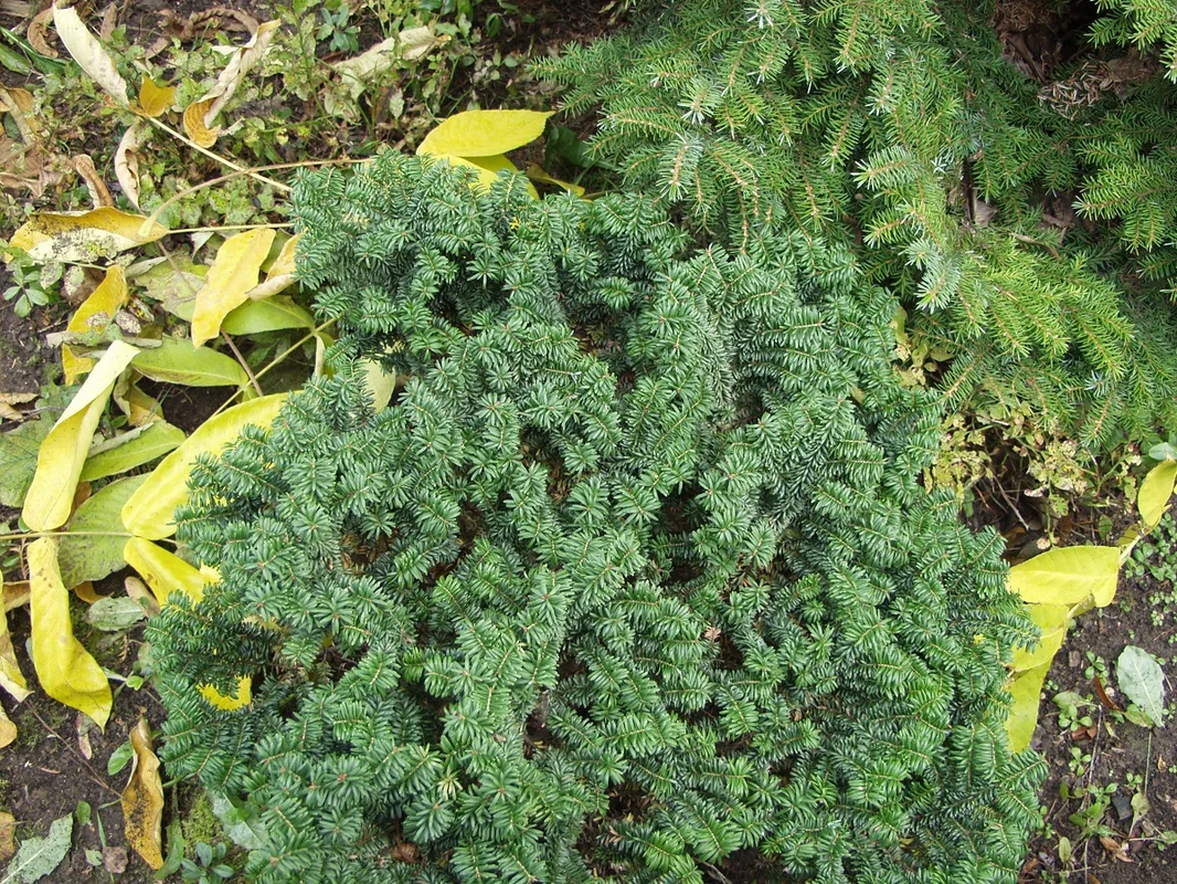 netrauta-1202609200642582923590