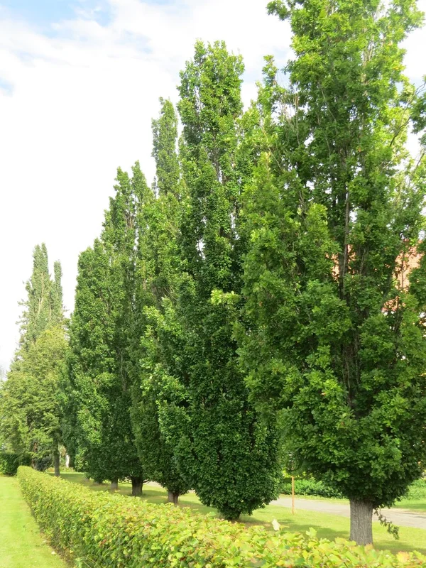 netrauta-3202609161116012184744